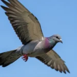 Egyptian Swift pigeon flying with wings spread wide against a bright blue sky, showing its streamlined racing body.
