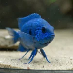 An electric blue acara cichlid with vivid blue coloration standing near the front of an aquarium on smooth substrate with rocks in the background.