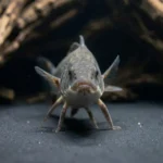 Elephantnose Fish – Weakly Electric Behavior, Tank Care & Complete Guide Elephantnose fish hovering near a cave entrance on smooth dark substrate in a dimly lit aquarium with driftwood and plants.