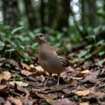 Elgon Francolin – Unique Calls, Vocalization, Habitat & Bird Care Guide Elgon francolin standing low in mountain forest undergrowth with its head tilted as if calling, surrounded by leaf litter and green foliage