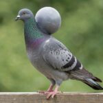 English Pouter Pigeon – Appearance, Temperament & Complete Care Guide An English Pouter pigeon standing upright with its crop fully inflated, showing its distinctive posture.