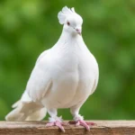 English Trumpeter Pigeon – Distinctive Vocalizations & Complete Care Guide English Trumpeter pigeon with white feathers, shell crest, and muffed feet standing on a wooden perch in natural light.