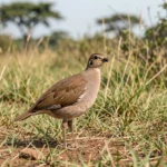Erckel Francolin – Origin and History From Africa to Hawaii Erckel Francolin standing on the ground in a grassy habitat with shrubs in the background.