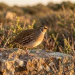European Francolin perched on a stone wall in a European scrub landscape during golden hour.