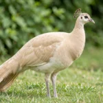 Fawn Peafowl – Soft Beige Color & Complete Breed Guide Close-up of a Fawn Peafowl showing pale beige plumage in a sunlit garden setting