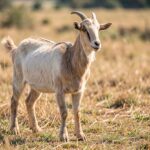 An adult Algarvia goat standing on a rural pasture in natural daylight with dry grass in the background.