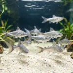Bala Shark – Schooling Needs, Tank Size, Feeding & Care Guide A school of bala shark swimming in the open center of a long freshwater aquarium