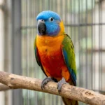 A Festive Amazon parrot perched indoors showing a blue crown and red rump.