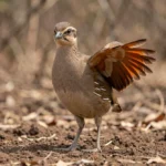 Fire-winged francolin standing on the ground with rufous wing feathers visible in natural daylight.