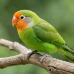 A Fischer lovebird perched on a wooden branch, displaying its green plumage, orange face, and white eye-ring.