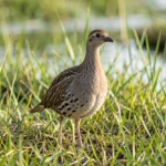 Florida Francolin – Invasive Population Impact & Complete Care Guide Adult Florida Francolin standing in grasses near a Florida wetland