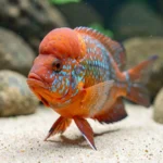A flowerhorn cichlid with a rounded kok head in a home aquarium near the front glass with rocks and substrate in the background.