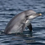 Fraser's Dolphin – Deep Water Traits, Habitat & Species Profile Fraser's Dolphin surfacing in deep tropical open water with a short beak visible above the ocean surface.