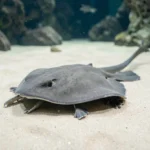 A freshwater stingray resting on smooth sand substrate inside a clear aquarium