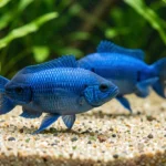 Two german blue ram cichlids swim calmly near the bottom substrate in a well-lit aquarium.