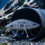 Ghost knifefish resting in a tube hide under dim aquarium lighting with driftwood and plants in the background.