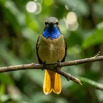 Golden-tailed Sapphire – Gleaming Amazon Hummer & Complete Hummingbird Breed Guide Golden-tailed Sapphire hummingbird perched on a branch with blue gorget and golden tail in the Amazon