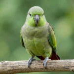 Green cheek conure perched on a branch with vibrant feathers.