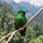 Green-Crowned Brilliant – A Shimmering Andean Hummer & Complete Hummingbird Breed Guide Green-Crowned Brilliant perched on a branch in an Andean forest