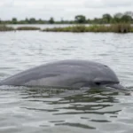 Guiana dolphin swimming near the surface in shallow coastal estuary water with distant shoreline vegetation.
