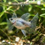 Female guppy in a breeding aquarium with live plants providing cover for fry.