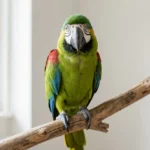 Hahn Macaw – Small Macaw Breed Guide for Apartment Living A green Hahn Macaw with red shoulder patches perched on a wooden stand indoors.