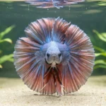 Adult halfmoon betta fish flaring its tail into a rounded semicircle in a planted aquarium.