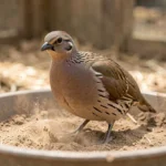 A Handsome Francolin dust bathing in a shallow container with dry dust inside its enclosure.