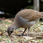 Hartlaub Francolin – Bonding, Trust Building, Taming & Care Guide Hartlaub francolin standing on the ground and eating calmly near shaded cover