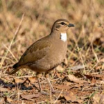 Harwood Francolin – Identification Features, Bird Markings & Species ID Guide A Harwood francolin standing on the ground with a visible white throat patch in an Ethiopian scrub habitat.