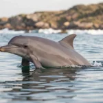 Heaviside's Dolphin – Facts, Behavior, Habitat & Complete Guide A Heaviside's dolphin surfaces in calm coastal water near a rocky shoreline off southern Africa.