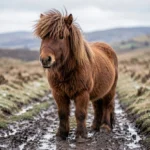 Highland Pony – Sturdy Build, Thick Coat, Temperament & Complete Care Guide A Highland pony standing on a muddy winter trail with a thick coat and wind-tousled mane in a Scottish hillside landscape.