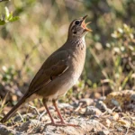 Hildebrandt Francolin – Loud Repetitive Calls, Vocalization Patterns & Communication Guide Hildebrandt Francolin standing on a low branch with its head raised and mouth open in a calling posture in scrubby woodland.