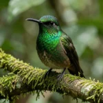 Close-up photograph of a Honduran Emerald hummingbird perched on a branch in a Honduran forest.