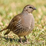 Indian Francolin – Subspecies Overview, Identification & Comparison Guide Close-up of an Indian Francolin perched in grass showing detailed plumage