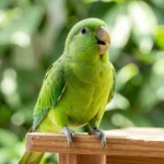 Indian Ringneck Parakeet – Talking Ability, Training & Complete Breed Guide Close-up of a green Indian Ringneck Parakeet with a yellow beak and black neck ring, perched on a wooden stand, appearing to vocalize.