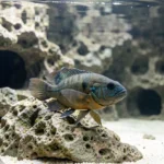 A jack dempsey cichlid resting near rock caves inside a freshwater aquarium with open swimming space behind it.