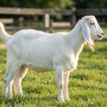 Jamunapari goat with long ears standing in a green pasture