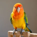 A Jenday Conure sitting on a wooden training perch, showing its vibrant orange head and green body feathers