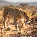 A lighter-coated lioness moving through arid terrain with sparse scrub vegetation in warm late-afternoon light