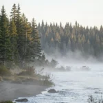 Kenai Peninsula Wolf – History, Extinction Causes, And What Remains Today Morning view of the Kenai Peninsula landscape with forest edge and foggy terrain