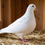 White King Pigeon standing on straw in a loft, showing broad chest and upright posture