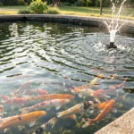 Koi fish swimming in a clear outdoor pond with visible surface movement from filtration and aeration equipment