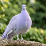 Lavender Peafowl – Soft Purple Pastel & Complete Breed Guide Close up of a Lavender Peafowl perched on a branch in a garden with pastel lavender plumage