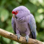 Lilac Crowned Amazon Parrot – Conservation, Care & Complete Breed Guide Close-up of a Lilac Crowned Amazon parrot with a lilac crown and green feathers perching on a tree branch.