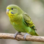 Lineolated Parakeet – Quiet Nature, Housing & Complete Care Guide A green Lineolated Parakeet perched on a branch, showing its barred feathers and calm expression