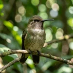 Long-Billed Hermit Hummingbird – Unique Wandering Hummer & Complete Breed Guide Close up of a Long-Billed Hermit perched on a branch in a tropical rainforest