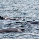 Long-Finned Pilot Whale – Long-Finned Facts, Behavior, Habitat & Care Guide Long-finned pilot whales in a pod at the ocean surface with several whales visible above the water in cold temperate seas