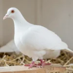 Side profile of a white Longface Tumbler pigeon with an elongated head and slender beak standing on a perch inside a clean loft.
