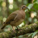 Madagascar Francolin – Unique Behaviors & Complete Breed Guide Adult Madagascar Francolin perched on a branch in a humid Madagascar forest